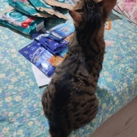 Tekir Kedi, Kedi  zilli fotoğrafı