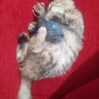 Tekir Kedi, Kedi  Rhea fotoğrafı