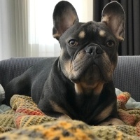 Fransız Bulldog, Köpek  Thor fotoğrafı