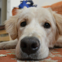 Golden Retriever, Köpek  Lord fotoğrafı