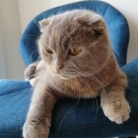 Scottish Fold, Kedi  Hera fotoğrafı