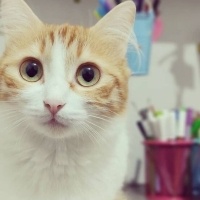 Tekir Kedi, Kedi  Tarçın fotoğrafı