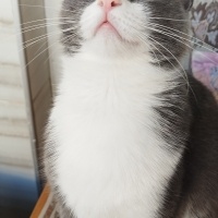 Tekir Kedi, Kedi  Gece fotoğrafı