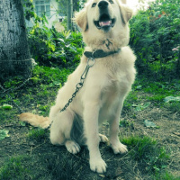  Köpek  Çapkın fotoğrafı