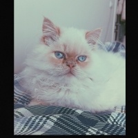 British Longhair, Kedi  Zeus fotoğrafı