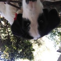 Border Collie, Köpek  Calimero fotoğrafı