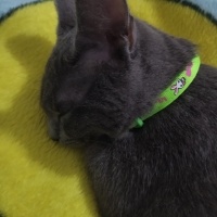Mavi Rus, Kedi  Mia fotoğrafı