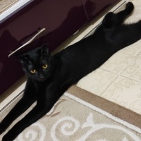 Manx, Kedi  GECE fotoğrafı