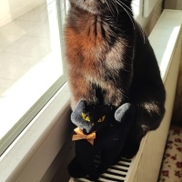 Manx, Kedi  GECE fotoğrafı