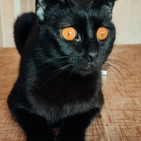 Manx, Kedi  GECE fotoğrafı