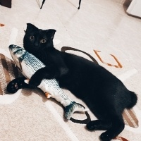 Manx, Kedi  GECE fotoğrafı