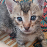Tekir Kedi, Kedi  Yavru Kediler fotoğrafı