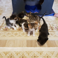 Tekir Kedi, Kedi  Yavru Kediler fotoğrafı