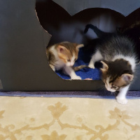 Tekir Kedi, Kedi  Yavru Kediler fotoğrafı