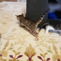 Tekir Kedi, Kedi  Yavru Kediler fotoğrafı
