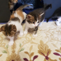 Tekir Kedi, Kedi  Yavru Kediler fotoğrafı