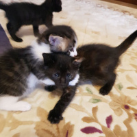 Tekir Kedi, Kedi  Yavru Kediler fotoğrafı