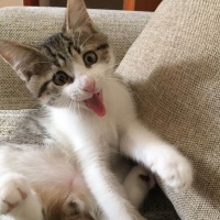 Tekir Kedi, Kedi  Pablo fotoğrafı