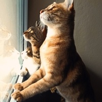 Tekir Kedi, Kedi  Pablo fotoğrafı