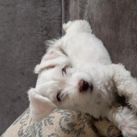 Maltese, Köpek  Yavru fotoğrafı