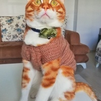 Sarman, Kedi  Tarçın fotoğrafı