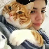 Sarman, Kedi  Tarçın fotoğrafı