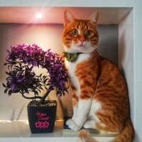 Sarman, Kedi  Tarçın fotoğrafı