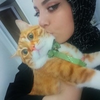 Sarman, Kedi  Tarçın fotoğrafı