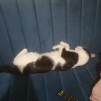Tekir Kedi, Kedi  Pamuk fotoğrafı