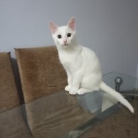 Ankara Kedisi, Kedi  Pamuk fotoğrafı