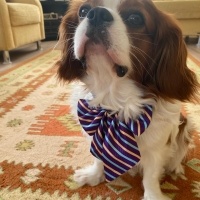 Cavalier King Charles Spanieli, Köpek  Şans fotoğrafı