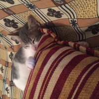 Tekir Kedi, Kedi  Pati  fotoğrafı