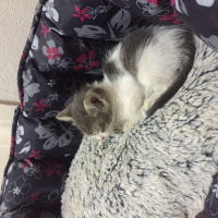Tekir Kedi, Kedi  Pati  fotoğrafı