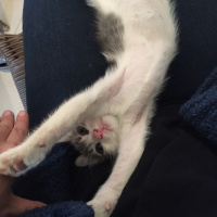 Tekir Kedi, Kedi  Pati  fotoğrafı