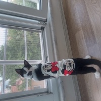 Tekir Kedi, Kedi  Şans fotoğrafı