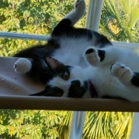 Tekir Kedi, Kedi  Şans fotoğrafı