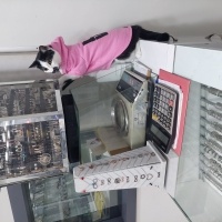 Tekir Kedi, Kedi  Şans fotoğrafı