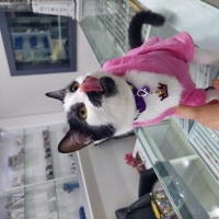 Tekir Kedi, Kedi  Şans fotoğrafı