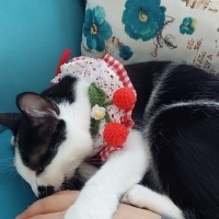 Tekir Kedi, Kedi  Şans fotoğrafı