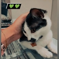 Tekir Kedi, Kedi  Şans fotoğrafı