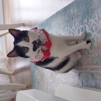 Tekir Kedi, Kedi  Şans fotoğrafı