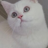 British Shorthair, Kedi  Mişa fotoğrafı