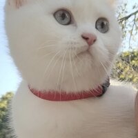 British Shorthair, Kedi  Mişa fotoğrafı