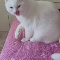 British Shorthair, Kedi  Mişa fotoğrafı