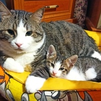 Tekir Kedi, Kedi  BONCUK fotoğrafı