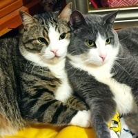 Tekir Kedi, Kedi  BONCUK fotoğrafı