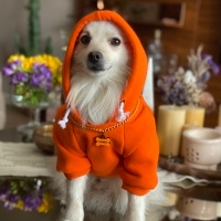 Pomeranyalı, Köpek  Romeo fotoğrafı