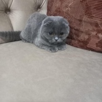 Scottish Fold, Kedi  Pamuk fotoğrafı