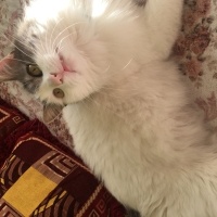 Maine Coon, Kedi  Guti fotoğrafı
