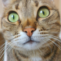 Tekir Kedi, Kedi  Üzüm fotoğrafı